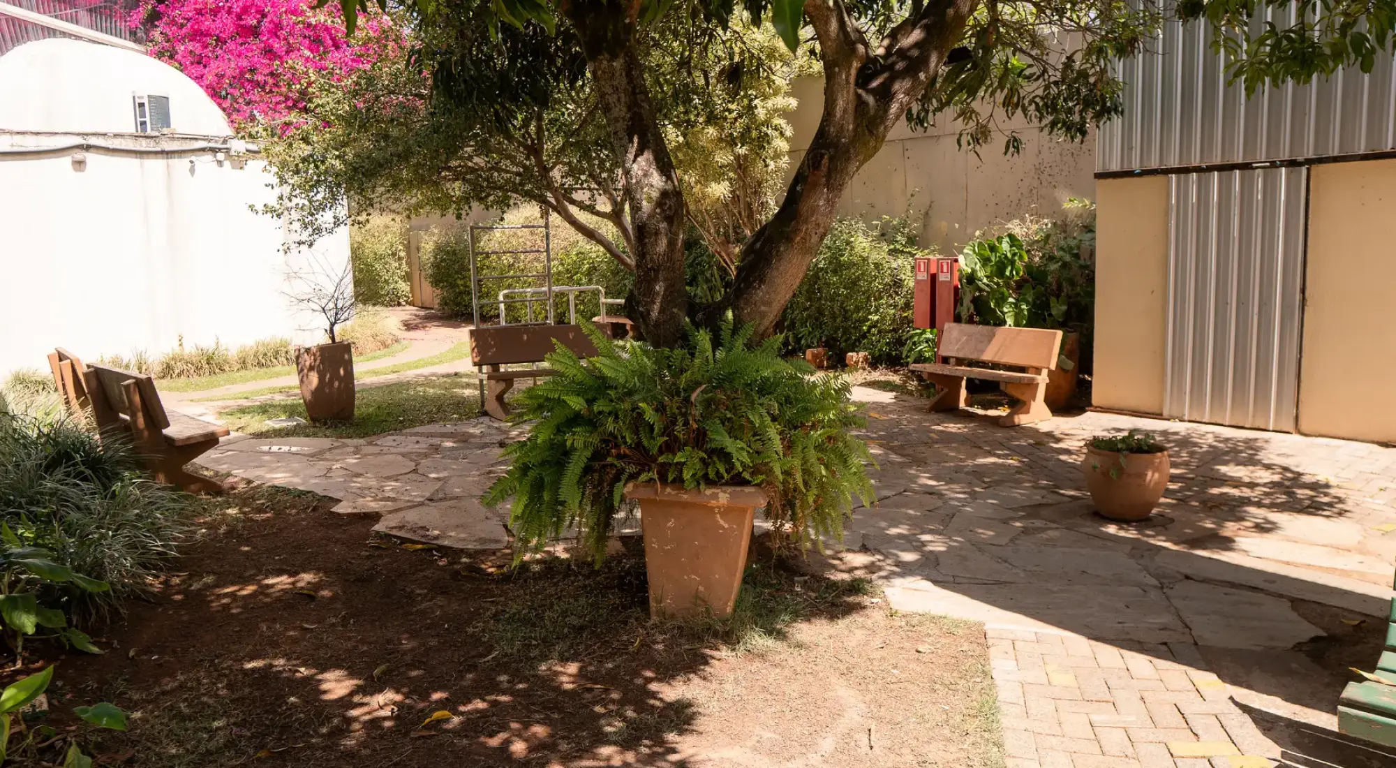 Jardim com bancos de madeira e canteiro de samambaias à sombra
